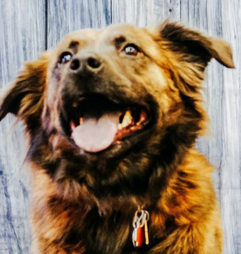 Smiling brown dog